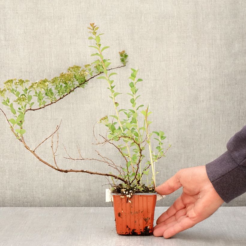 Espirea nipponica June Bride Maceta de 8/9 cm Ejemplar entregado en la primavera