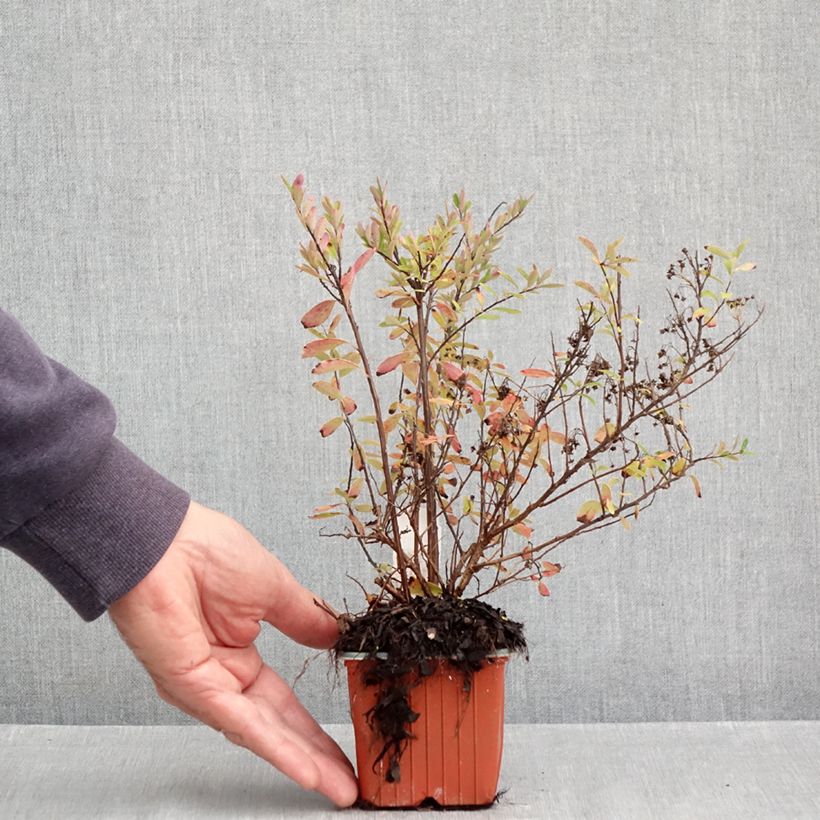 Ejemplar de Espirea nipponica Snowmound Maceta de 8/9 cm entregado en otoño