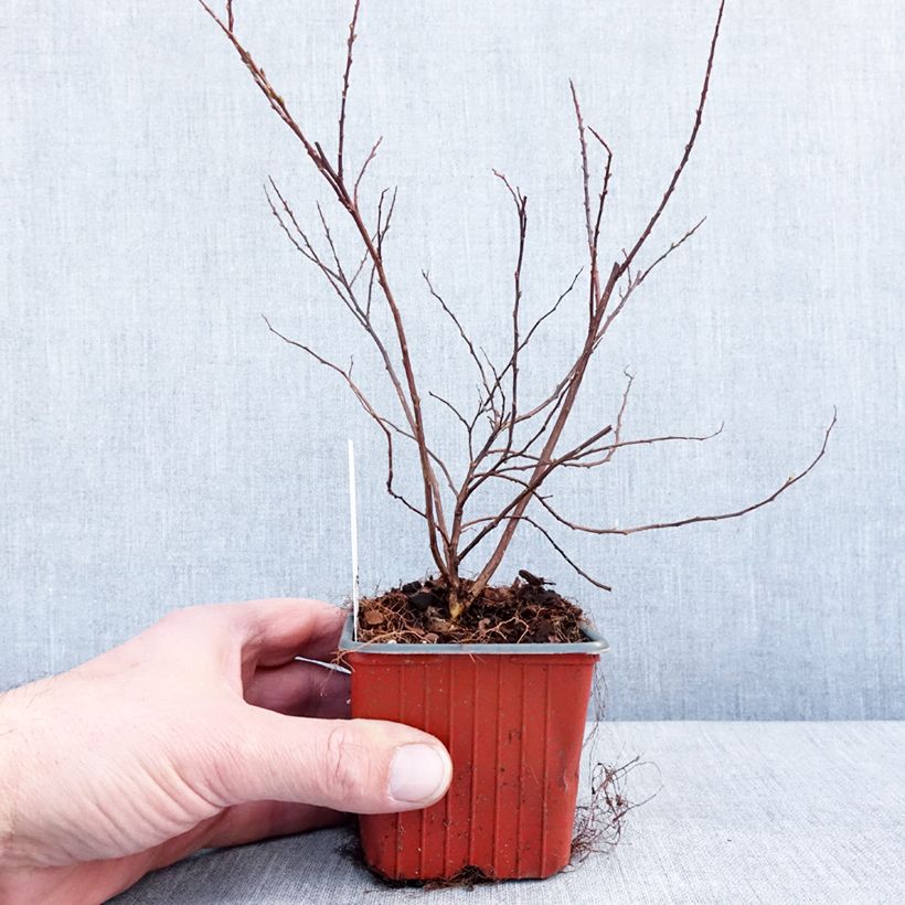 Espirea nipponica Snowmound Maceta de 8/9 cm Ejemplar entregado en invierno