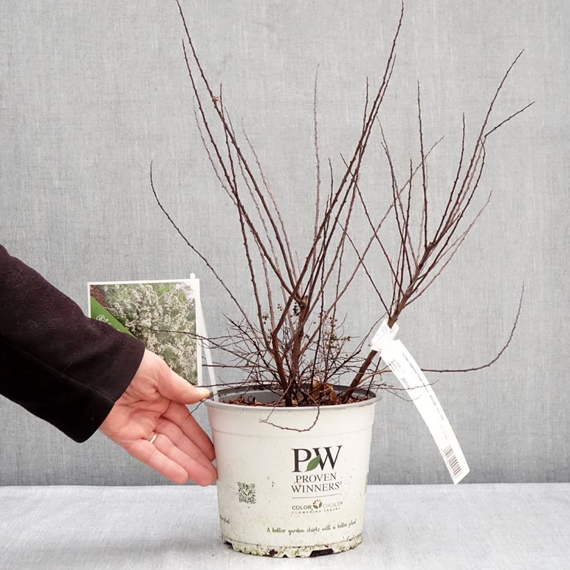 Spiraea nipponica Wedding Cake - Espirea Maceta 3L/4L Ejemplar entregado en invierno