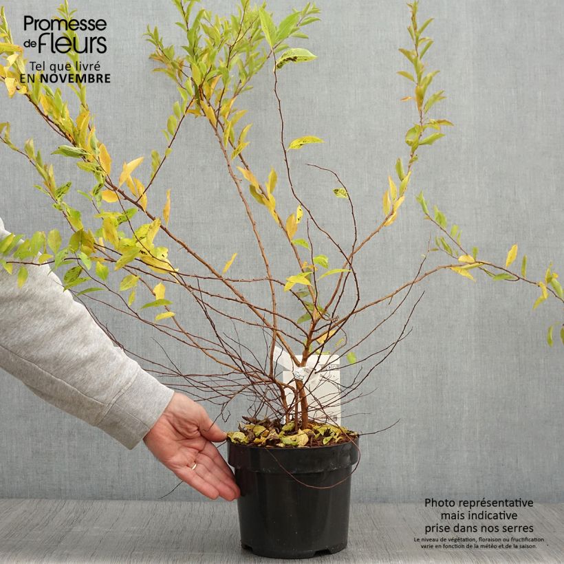 Ejemplar de Espirea prunifolia Goldfire Maceta 3L/4L entregado en otoño