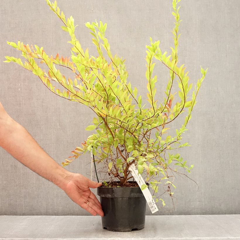 Ejemplar de Espirea prunifolia Goldfire Maceta 3L/4L entregado en verano