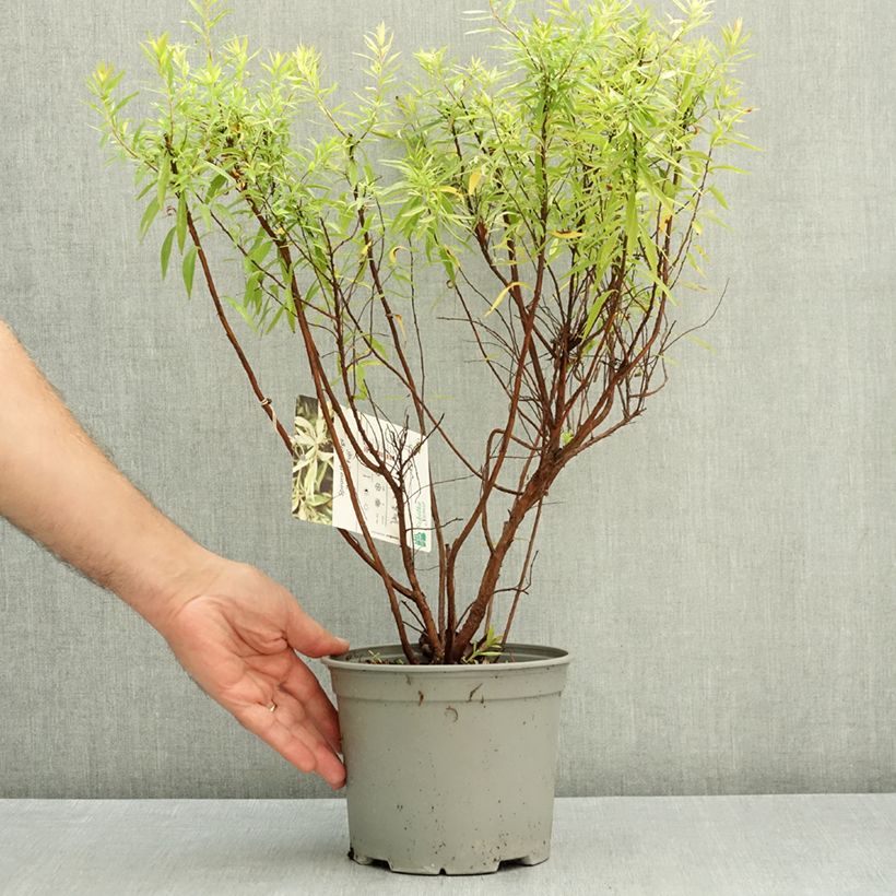 Ejemplar de Espirea thunbergii Mount Fuji Maceta 4L/5L entregado en otoño