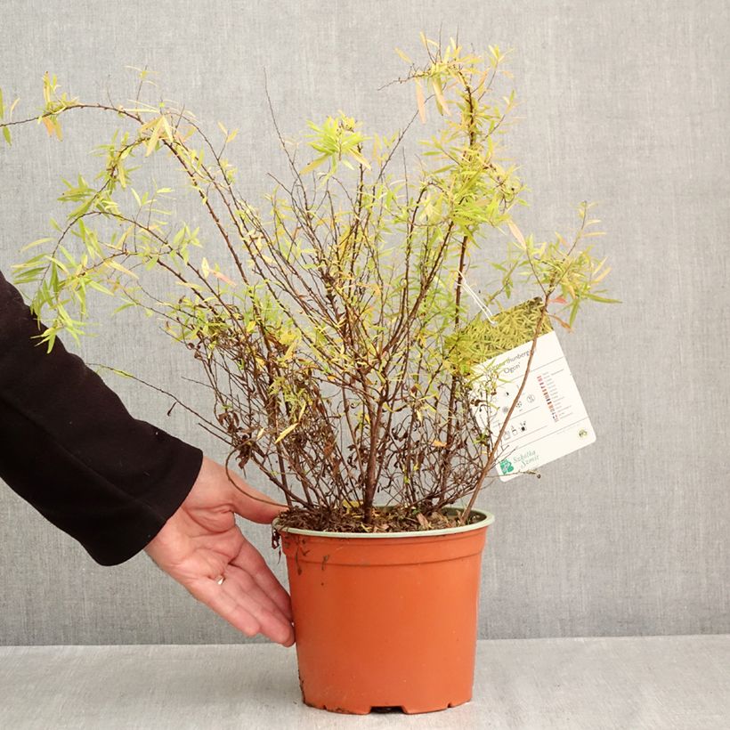 Ejemplar de Espirea thunbergii Ogon Maceta 3L/4L entregado en otoño
