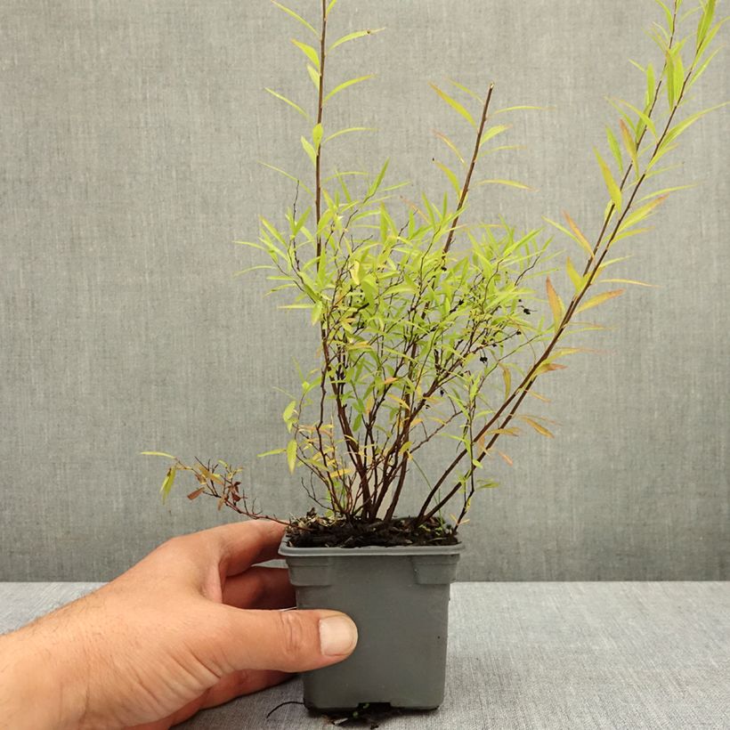 Espirea thunbergii Maceta de 8/9 cm Ejemplar entregado en la primavera