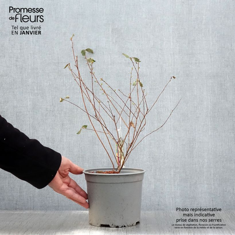 Espirea vanhouttei Pink Ice - Espírea Maceta 3L/4L Ejemplar entregado en invierno