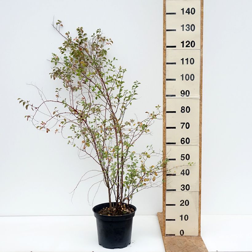 Ejemplar de Espirea vanhouttei - Espírea Maceta 6L/7L entregado en otoño