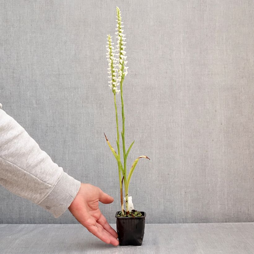 Ejemplar de Spiranthes cernua var odorata Chadd's Ford Maceta de 8/9 cm entregado en otoño