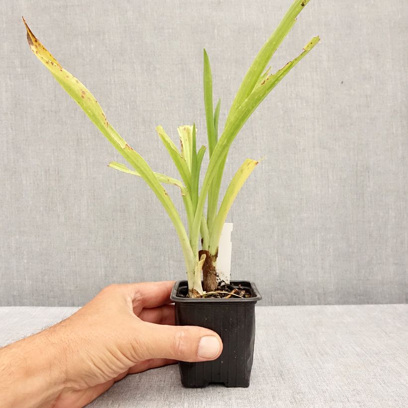 Ejemplar de Spiranthes cernua var odorata Chadd's Ford Maceta de 8/9 cm entregado en verano