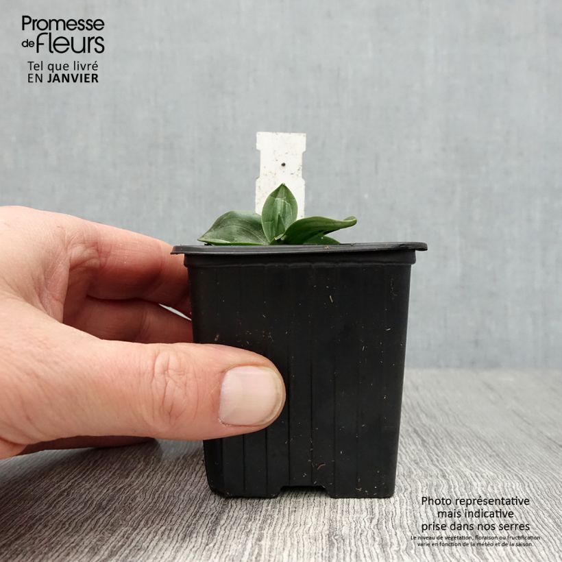 Spiranthes cernua var odorata Chadd's Ford Maceta de 8/9 cm Ejemplar entregado en invierno