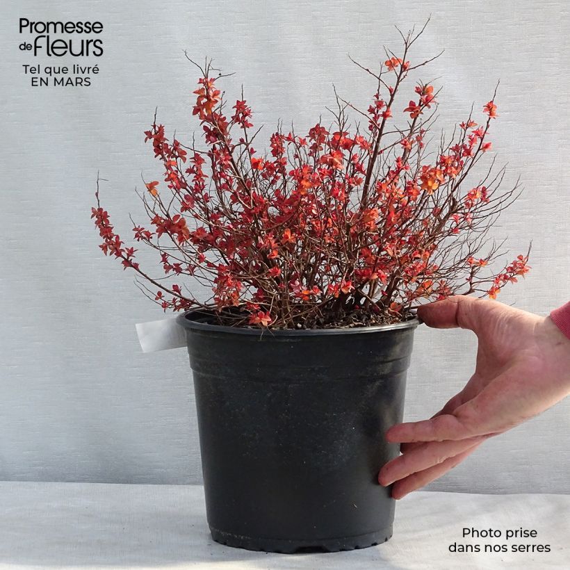 Espirea japonica Zen'Spirit Caramel - Espirea del Japón Maceta 3L/4L Ejemplar entregado en invierno