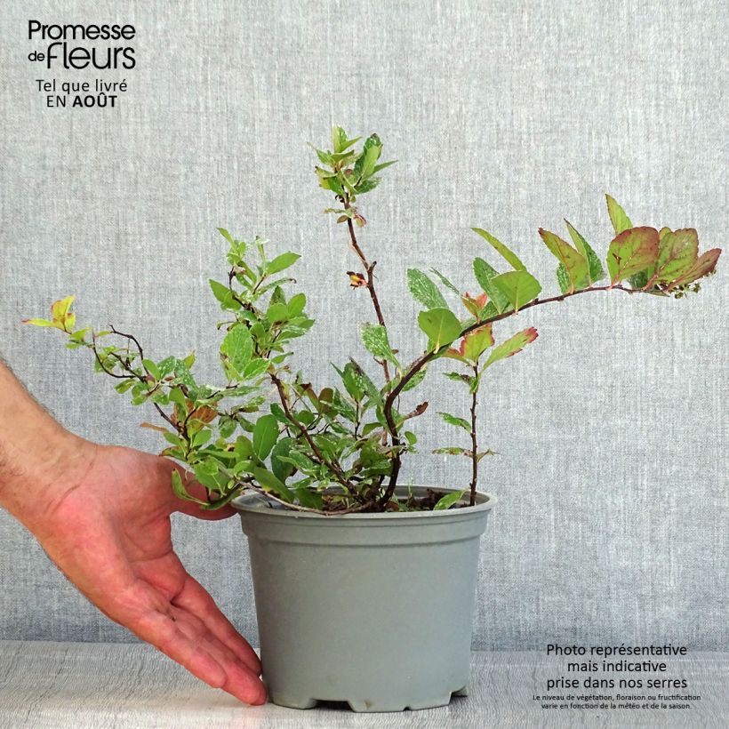 Ejemplar de Espirea betulifolia Pink Sparkler Maceta 2L/3L entregado en verano