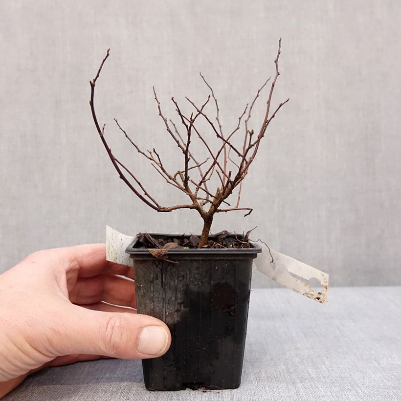 Espirea betulifolia Tor Maceta de 8/9 cm Ejemplar entregado en invierno