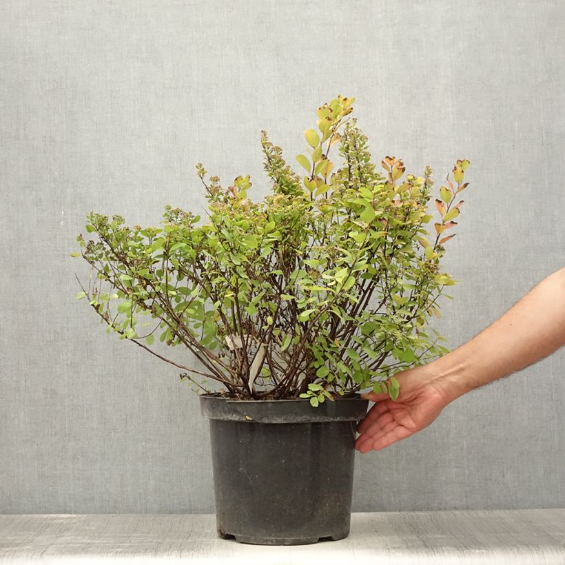 Ejemplar de Espirea betulifolia Tor Gold Maceta 7,5L/10L entregado en verano