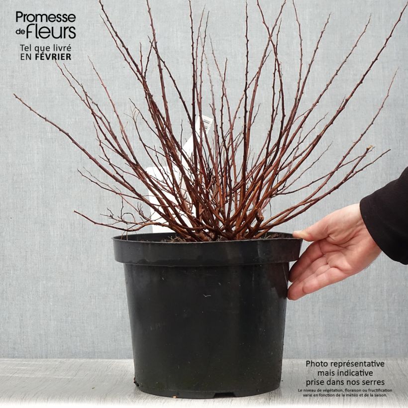 Espirea betulifolia Tor Gold Maceta 7,5L/10L Ejemplar entregado en invierno