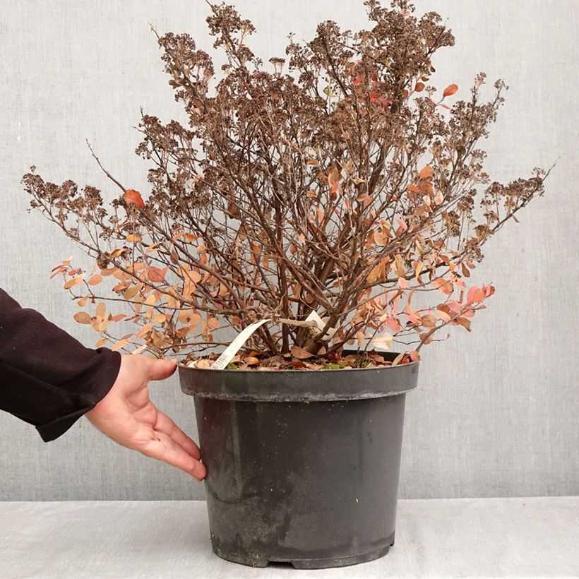 Ejemplar de Espirea betulifolia Tor Gold Maceta 7,5L/10L entregado en otoño