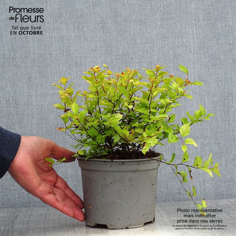 Ejemplar de Espirea japonica Candlelight - Espirea del Japón Maceta 2L/3L entregado en otoño