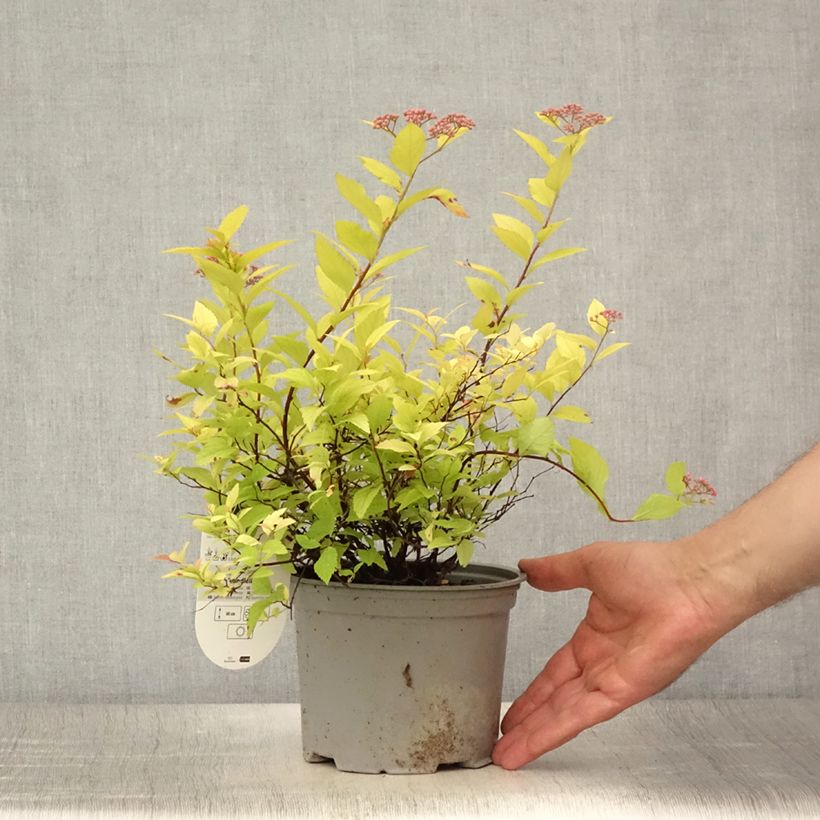 Ejemplar de Espirea japonica Candlelight - Espirea del Japón Maceta 2L/3L entregado en verano