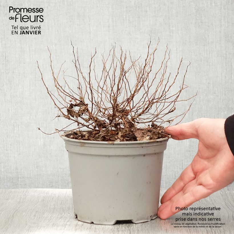 Espirea japonica Candlelight - Espirea del Japón Maceta 2L/3L Ejemplar entregado en invierno