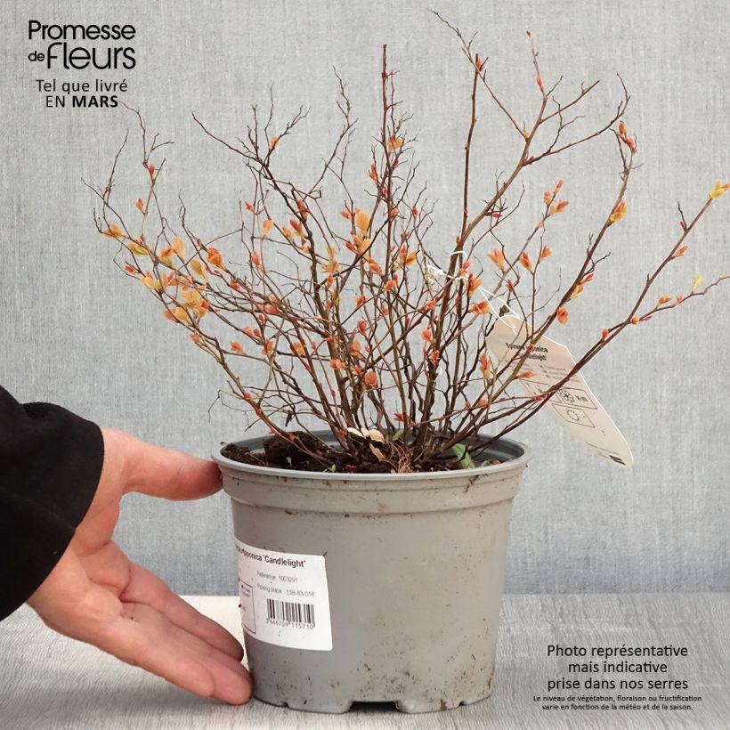 Espirea japonica Candlelight - Espirea del Japón Maceta 2L/3L Ejemplar entregado en la primavera