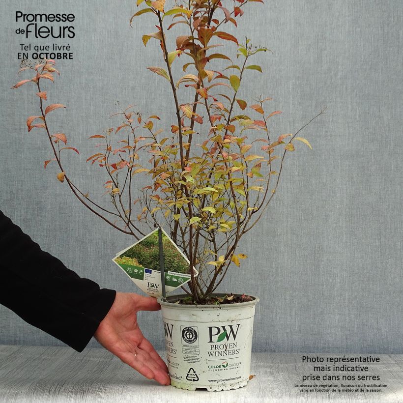 Ejemplar de Espirea japonica Double Play Artist - Espirea del Japón Maceta 2L/3L entregado en otoño