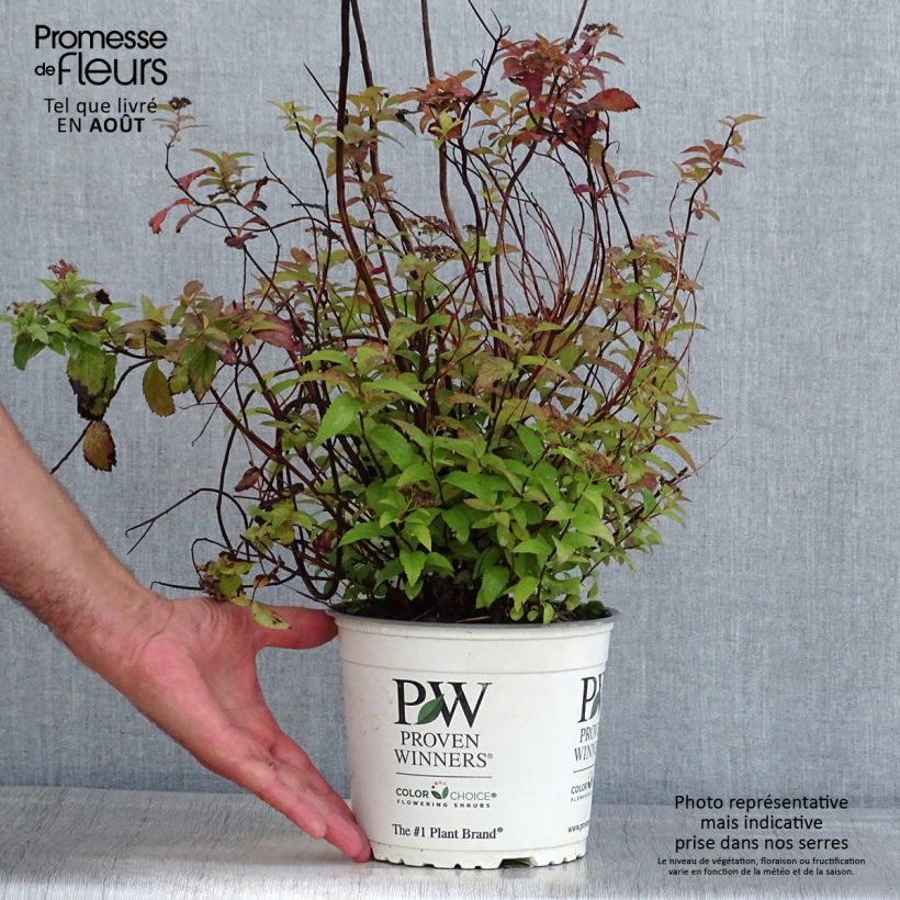 Ejemplar de Espirea japonica Double Play Red - Espirea del Japón Maceta 2L/3L entregado en verano