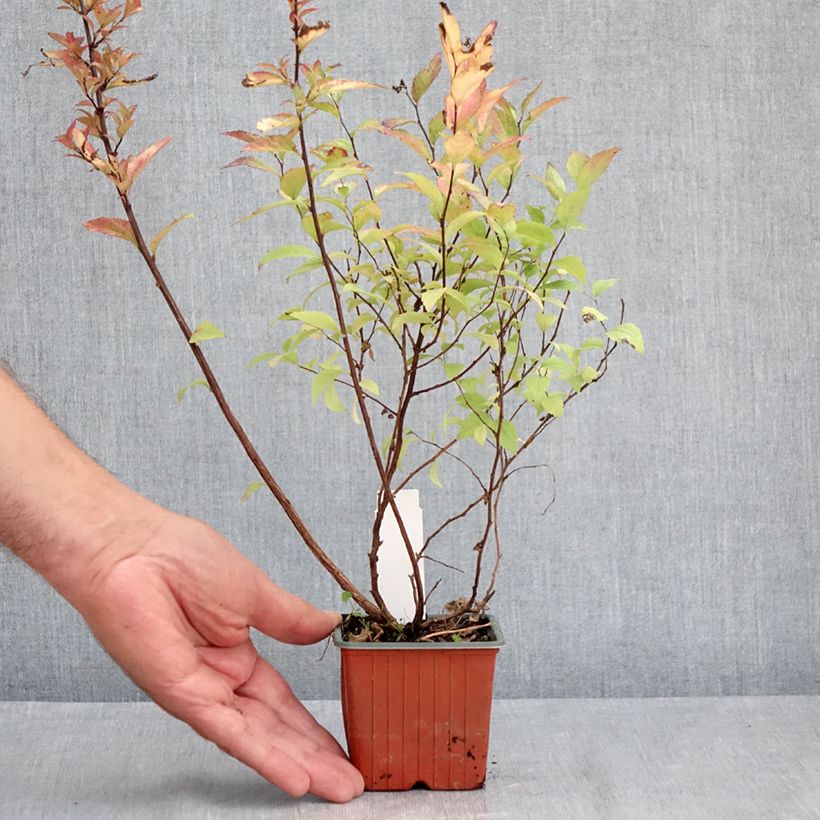 Ejemplar de Espirea japonica Firelight - Espirea del Japón Maceta de 8/9 cm entregado en verano