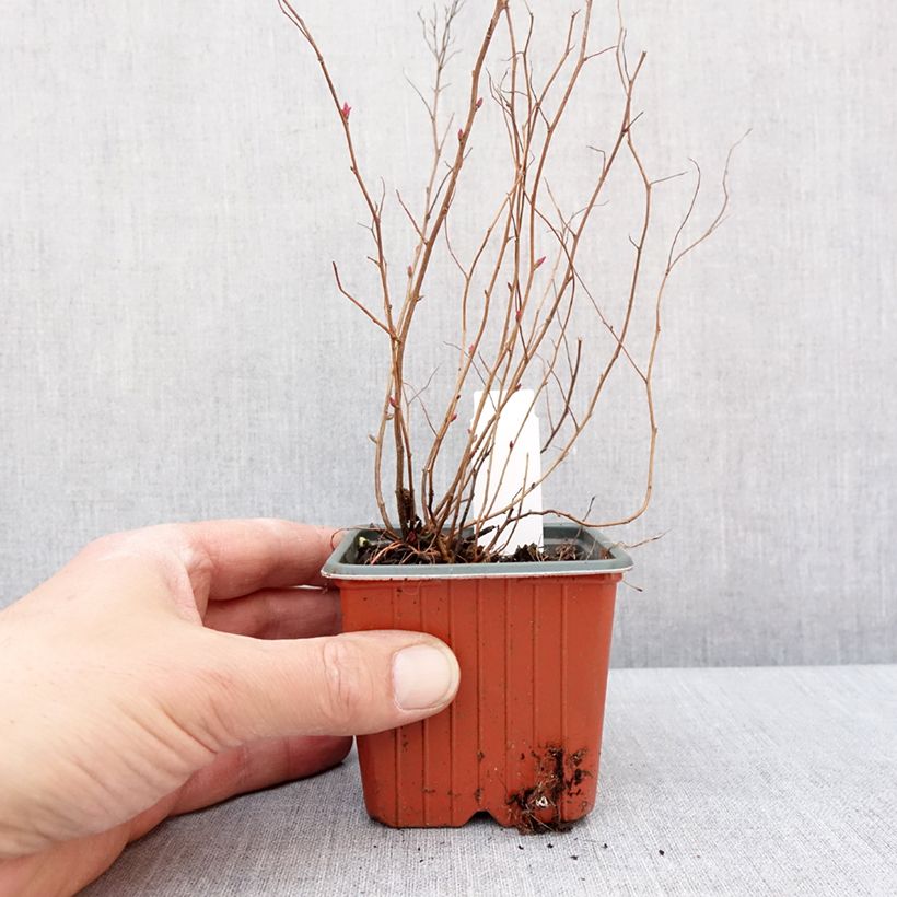 Espirea japonica Firelight - Espirea del Japón Maceta de 8/9 cm Ejemplar entregado en invierno