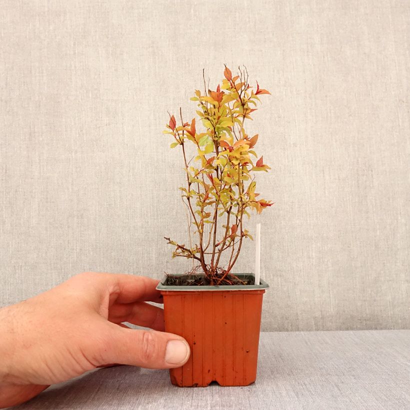 Espirea japonica Firelight - Espirea del Japón Maceta de 8/9 cm Ejemplar entregado en la primavera