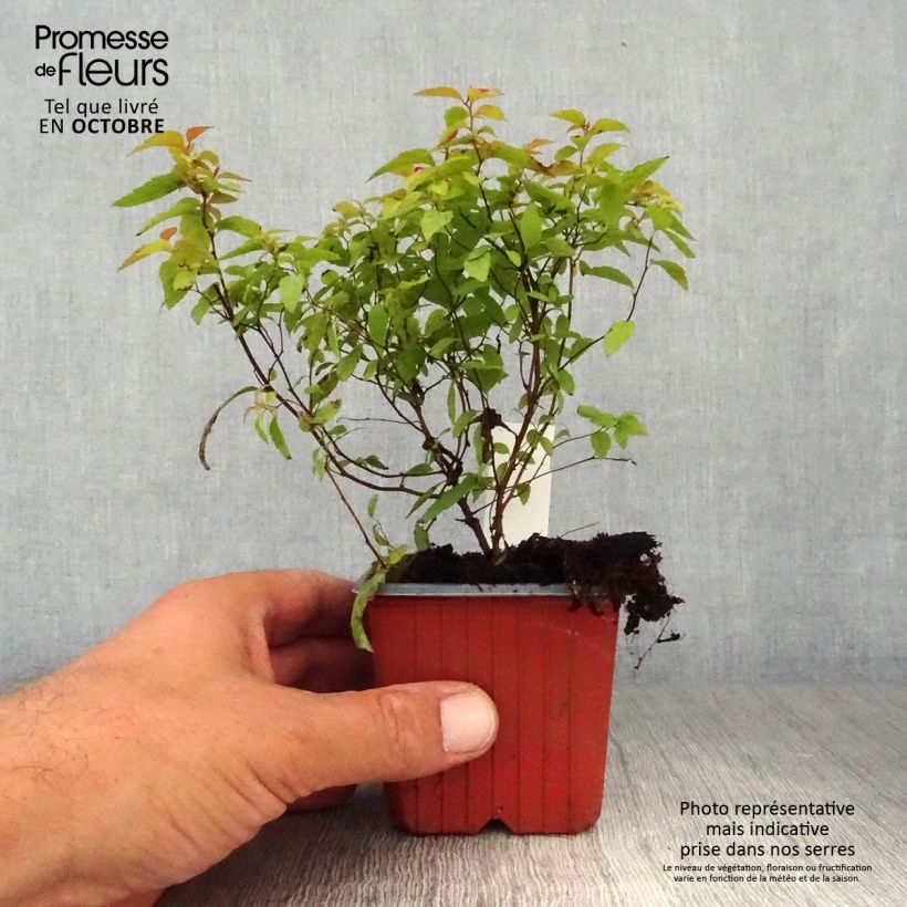Ejemplar de Espirea japonica Goldflame - Espirea del Japón Maceta de 8/9 cm entregado en otoño