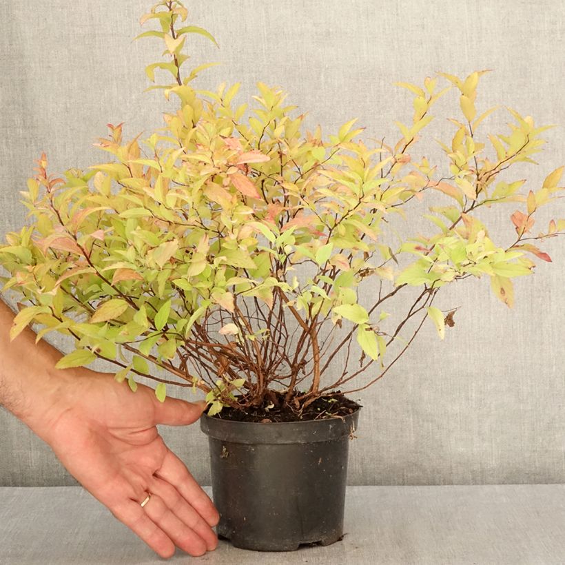 Ejemplar de Espirea japonica Goldflame - Espirea del Japón Maceta 1L/1,5L entregado en verano