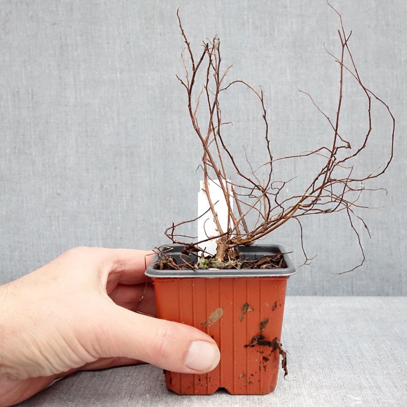 Espirea japonica Goldmound - Espirea del Japón Maceta de 8/9 cm Ejemplar entregado en invierno