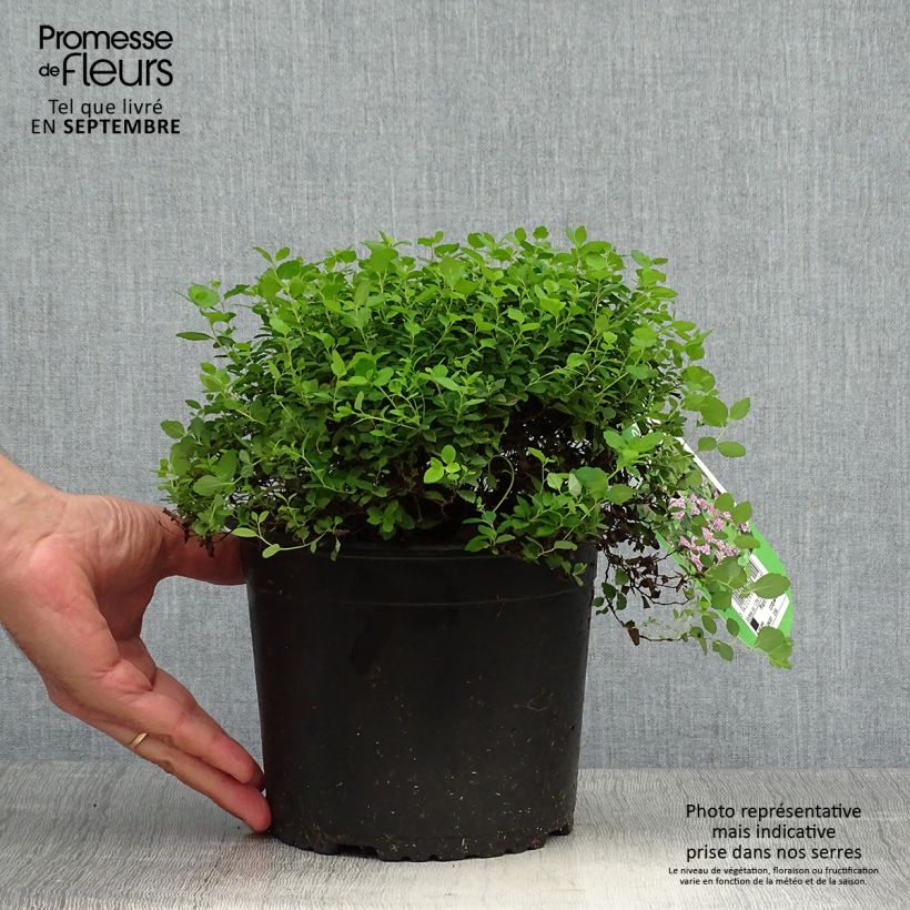 Ejemplar de Espirea japonica Little Princess - Espirea del Japón Maceta 2L/3L entregado en otoño