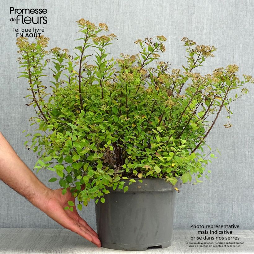 Ejemplar de Espirea japonica Little Princess - Espirea del Japón Maceta 4L/5L entregado en verano