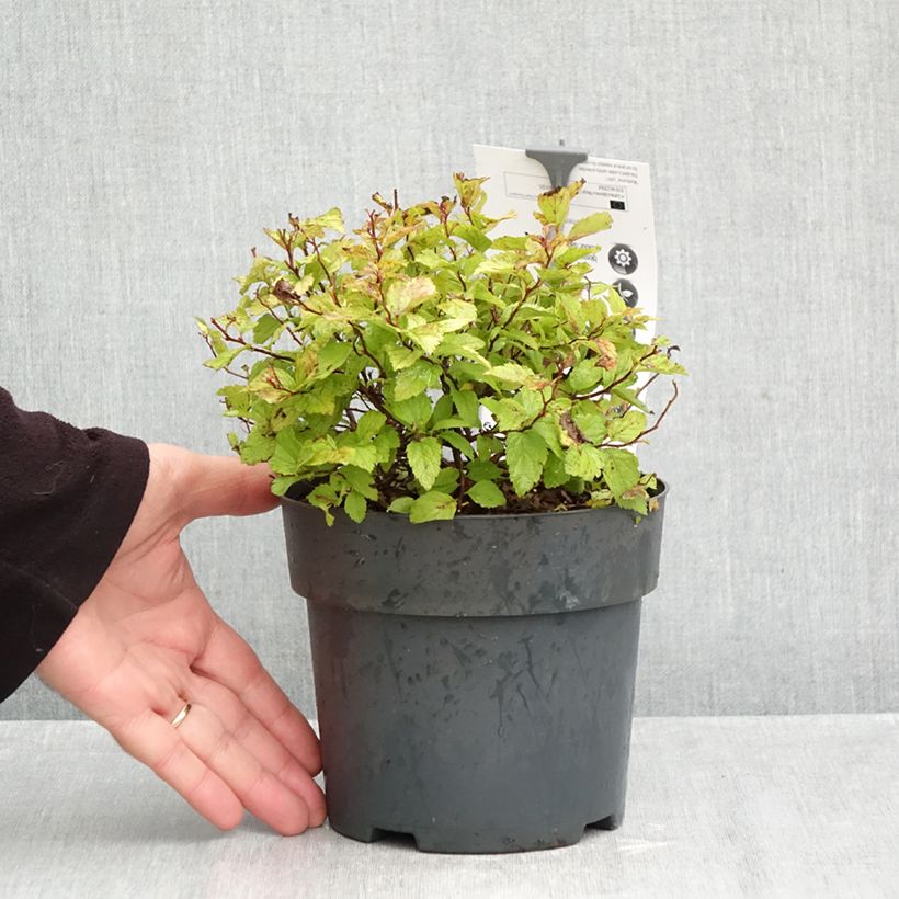 Ejemplar de Espirea japonica Magic Carpet - Espirea del Japón Maceta 2L/3L entregado en otoño