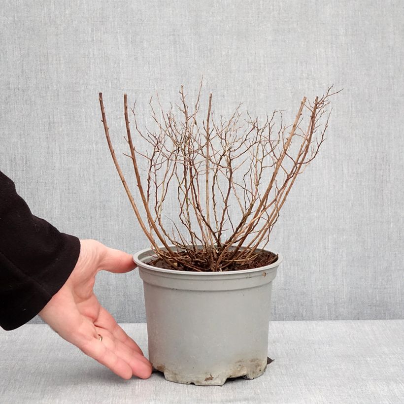 Espirea japonica Merlo Gold - Espirea del Japón Maceta 2L/3L Ejemplar entregado en invierno