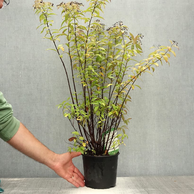 Ejemplar de Espirea japonica Shirobana Genpei - Espirea del Japón Maceta 2L/3L entregado en verano