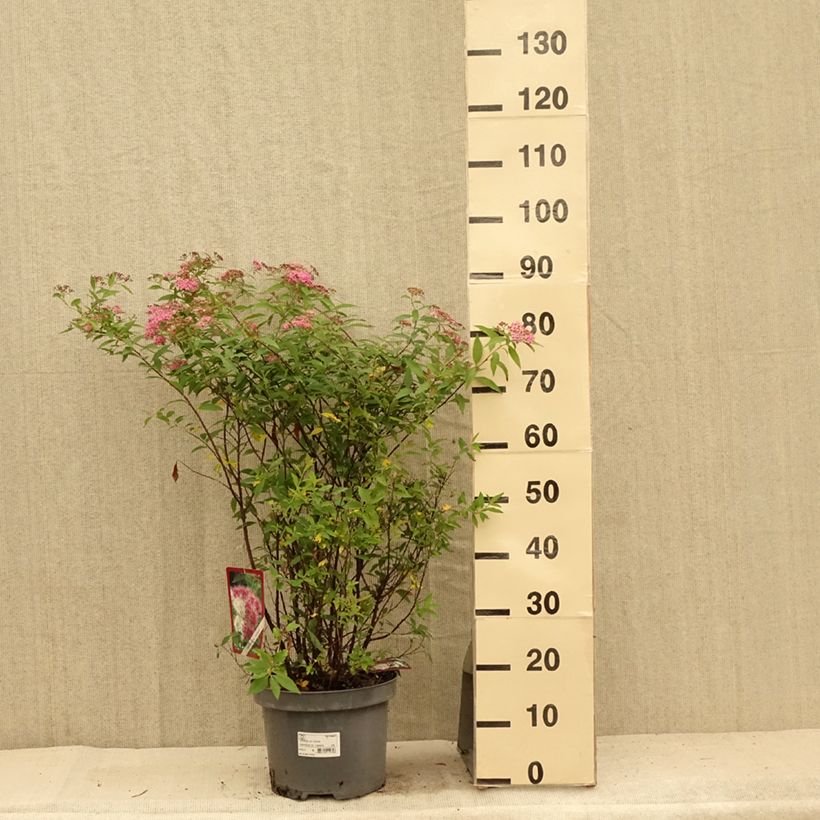 Ejemplar de Espirea japonica Shirobana Genpei - Espirea del Japón Maceta 7,5L/10L entregado en verano