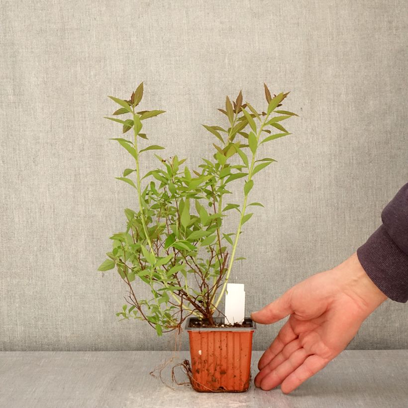 Espirea japonica Shirobana Genpei - Espirea del Japón Maceta de 8/9 cm Ejemplar entregado en la primavera