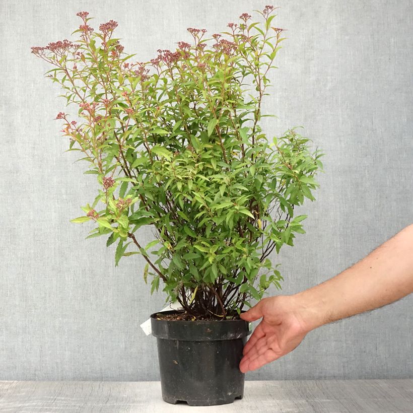 Ejemplar de Espirea japonica Darts Red - Espirea del Japón Maceta 3L/4L entregado en verano