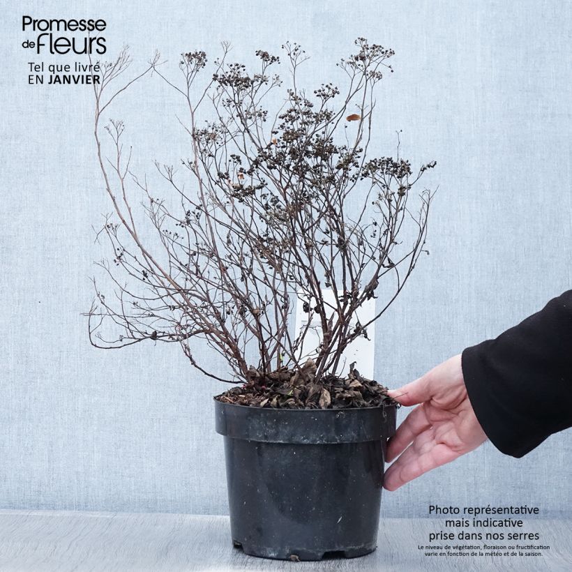 Espirea japonica Darts Red - Espirea del Japón Maceta 3L/4L Ejemplar entregado en invierno