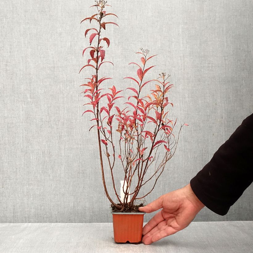 Ejemplar de Espirea japonica Darts Red - Espirea del Japón Maceta de 8/9 cm entregado en otoño