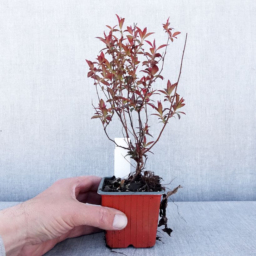Espirea japonica Darts Red - Espirea del Japón Maceta de 8/9 cm Ejemplar entregado en la primavera