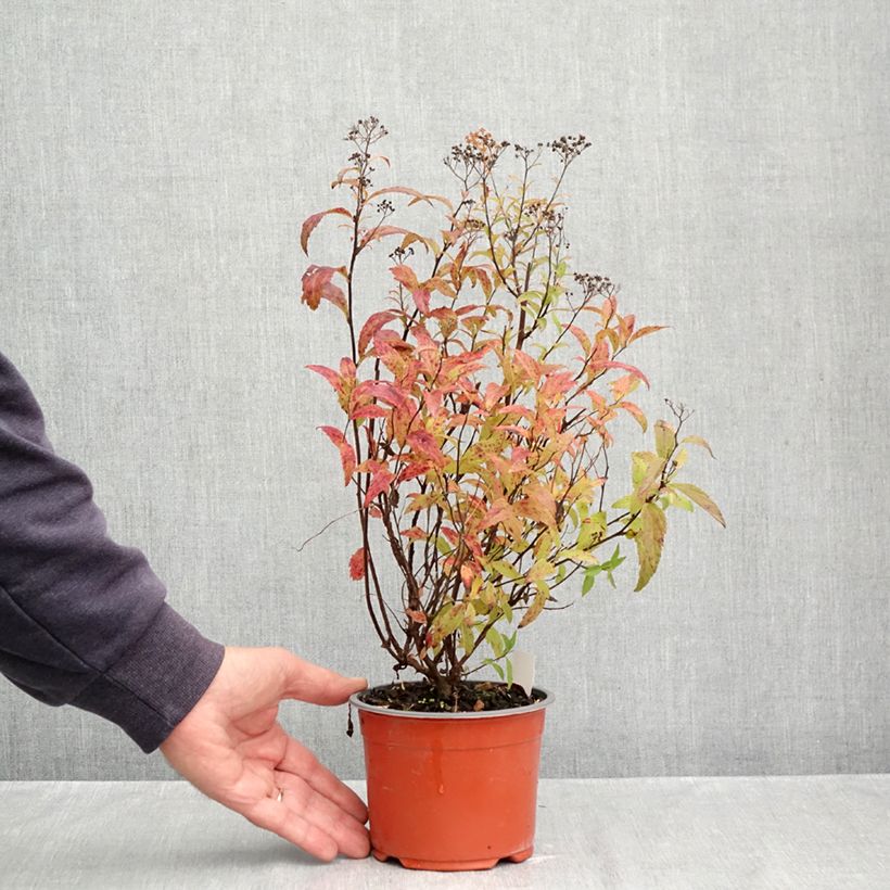 Ejemplar de Espirea japonica Darts Red - Espirea del Japón Maceta 1L/1,5L entregado en otoño