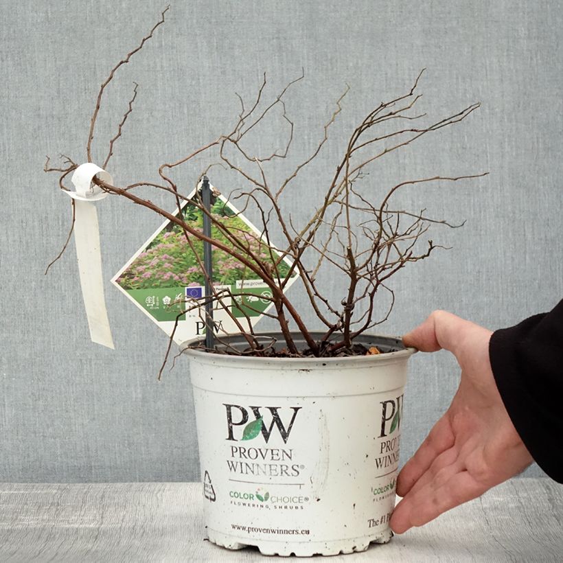 Ejemplar de Espirea japonica Double Play Big Bang Tracy - Espirea del Japón Maceta 2L/3L entregado en otoño