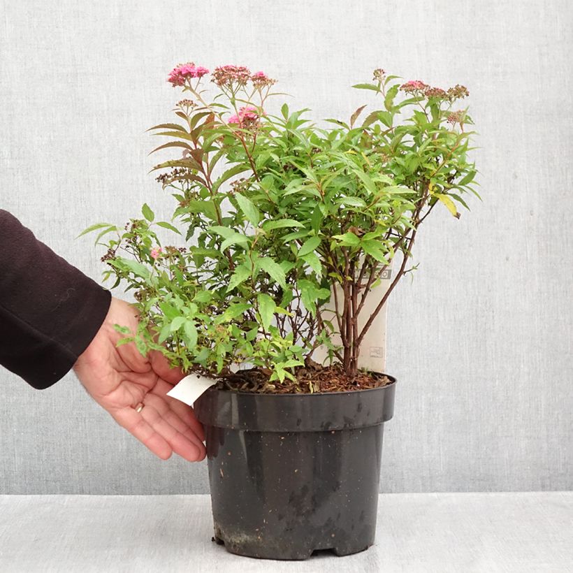 Ejemplar de Espirea japonica Neon Flash - Espirea del Japón Maceta 2L/3L entregado en otoño