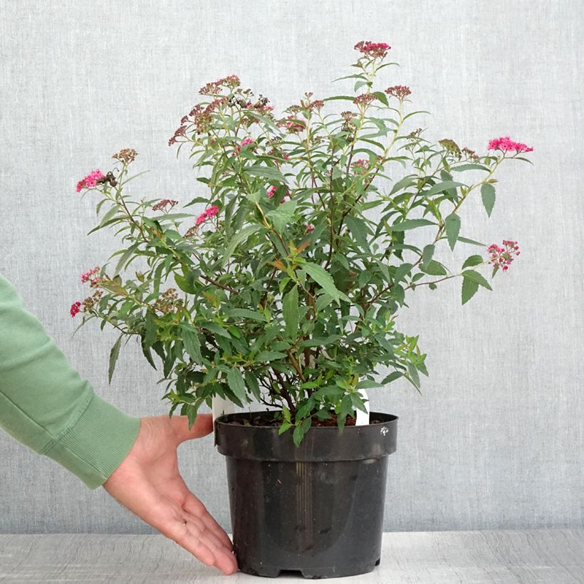 Ejemplar de Espirea japonica Neon Flash - Espirea del Japón Maceta 2L/3L entregado en verano