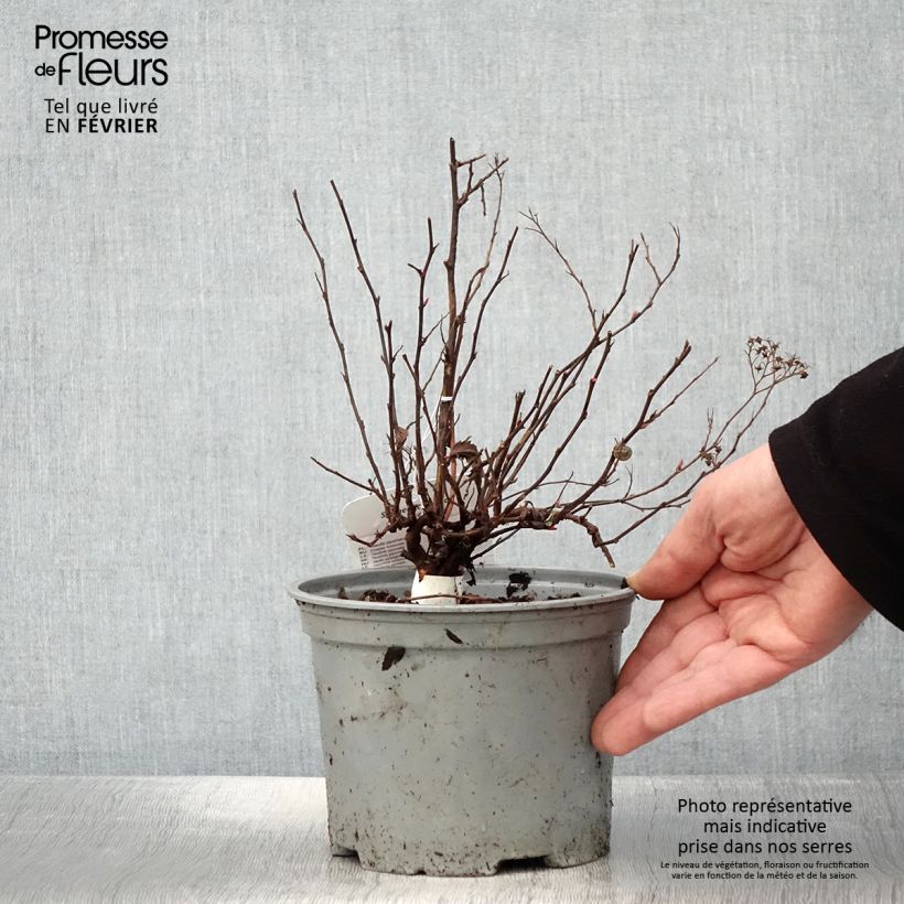 Espirea japonica Neon Flash - Espirea del Japón Maceta 2L/3L Ejemplar entregado en invierno