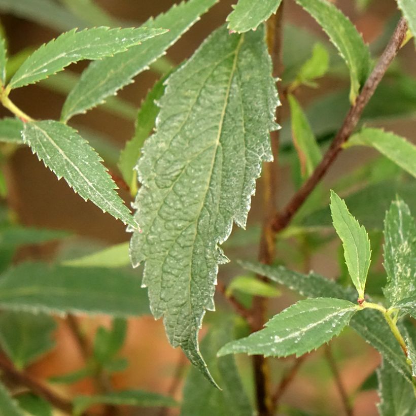 Espirea japonica Neon Flash - Espirea del Japón (Follaje)