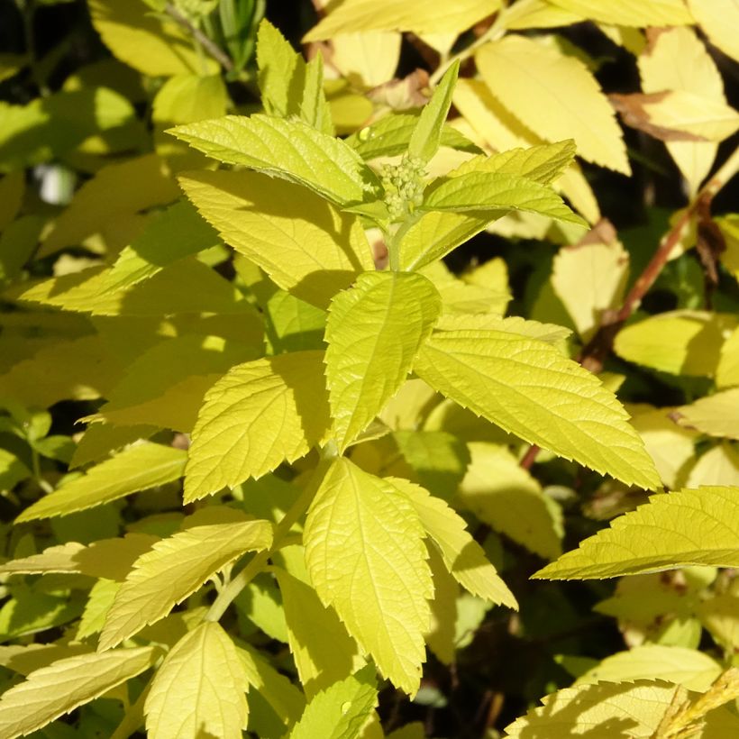 Espirea japonica White Gold - Espirea del Japón (Follaje)